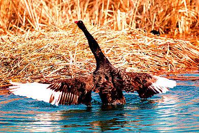 《原神》基尼奇角色PV——「生意」
